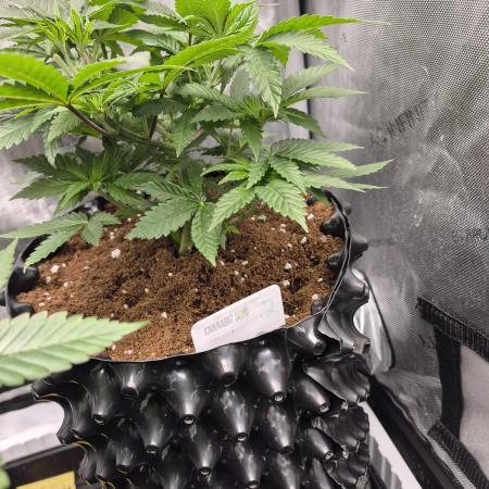 Cannabiz Seeds bruce banner #2