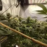 Cannabiz Seeds bruce banner #2