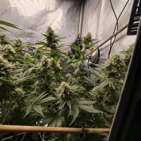 Cannabiz Seeds bruce banner #1