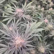 Granddaddy Purple #2