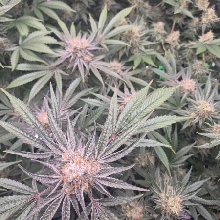 Granddaddy Purple #2