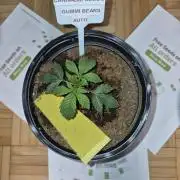 Cannabiz Seed THE EXPERIMENT
