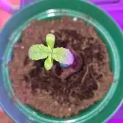 Cannabiz Seeds
