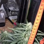 Cannabiz Seeds