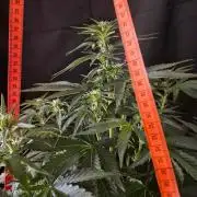 Cannabiz Seeds