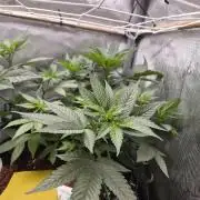 Granddaddy Purple #2