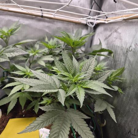 Granddaddy Purple #2