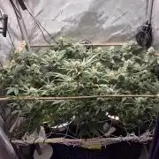 Cannabiz Seeds bruce banner #1