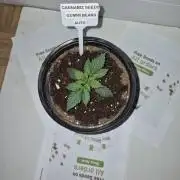 Cannabiz Seeds THE EXPERIMENT