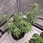 Twisted Genetics