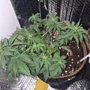 Twisted Genetics