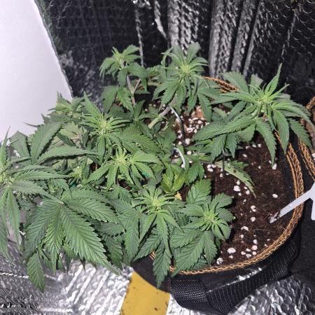 Twisted Genetics