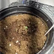 Cannabiz Seeds THE EXPERIMENT