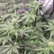 Cannabiz Seeds bruce banner #1