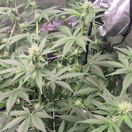 Cannabiz Seeds bruce banner #1