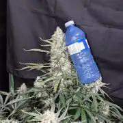 Cannabiz Seeds