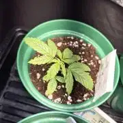 Cannabiz Seeds Grandaddy Purple #1