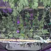 Cannabiz Seeds bruce banner #1