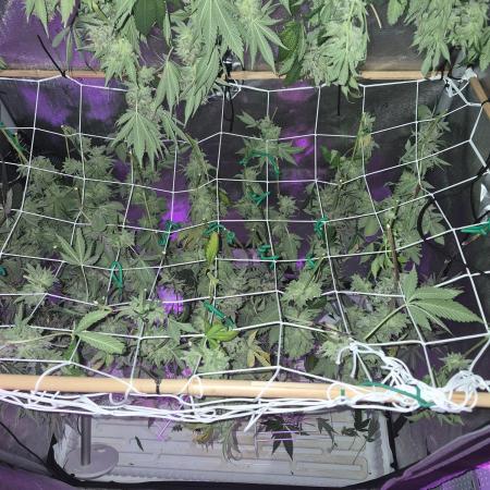 Cannabiz Seeds bruce banner #1