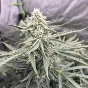Cannabiz Seeds