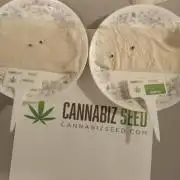 Cannabiz seeds Blue Dream photo period
