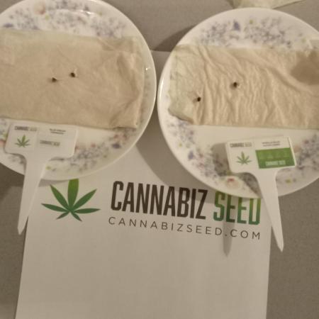 Cannabiz seeds Blue Dream photo period