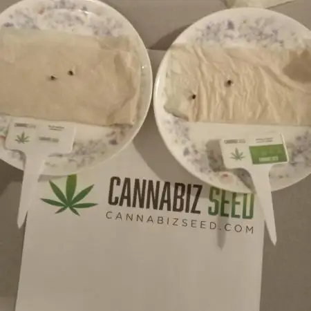 Cannabiz seeds Blue Dream photo period