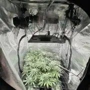 bubba kush