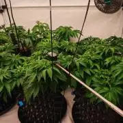 Do Si Dos