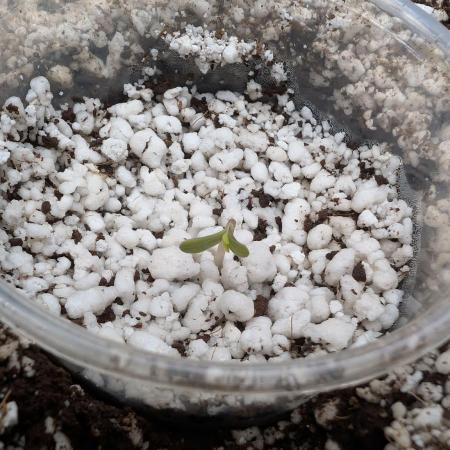 OpaDidGrow