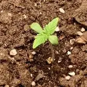 1st Auto Purple Haze