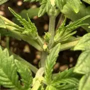 1st Auto Purple Haze