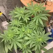 1st Auto Purple Haze