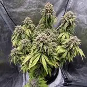 1st Auto Purple Haze