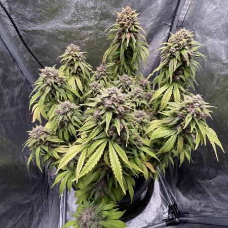 1st Auto Purple Haze