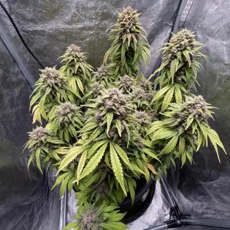 1st Auto Purple Haze
