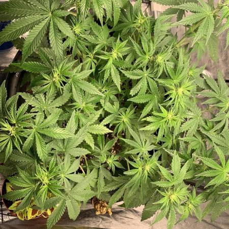 1st Auto Purple Haze