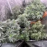 Autos