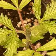 Guava Auto