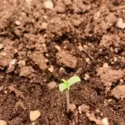 1st Auto Purple Haze