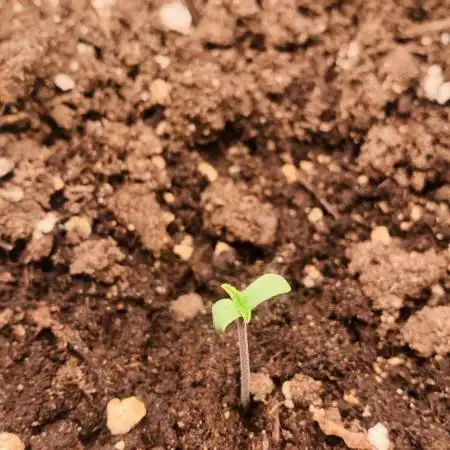 1st Auto Purple Haze