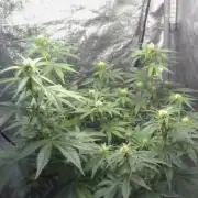 1st Auto Purple Haze