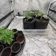 Gelato Auto