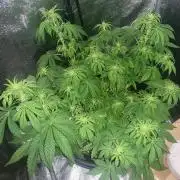 1st Auto Purple Haze