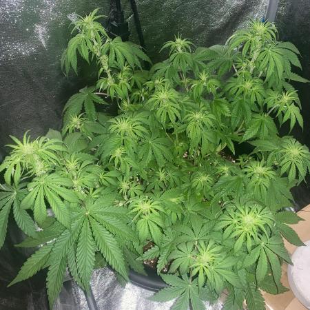 1st Auto Purple Haze