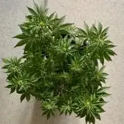 1st Auto Purple Haze