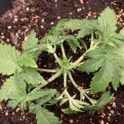 1st Auto Purple Haze