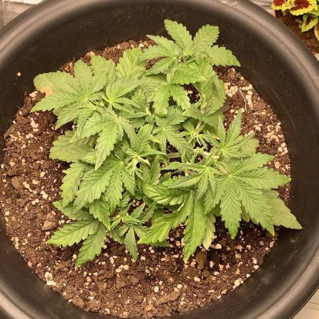 1st Auto Purple Haze