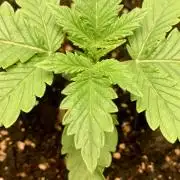 1st Auto Purple Haze