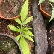 Gelato Auto